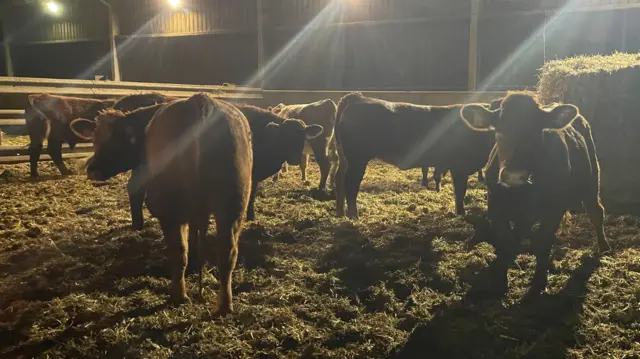 Cows in a barn near Alfriston