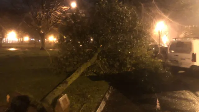 Tree down in St Helier