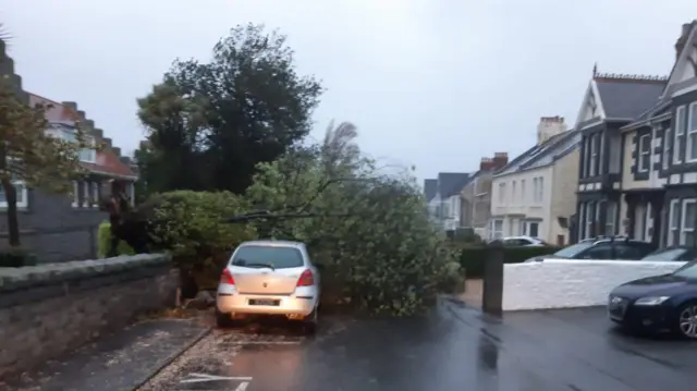 Tree down on road in Guernsey