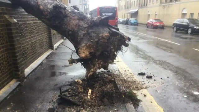 Tree in Ramsgate