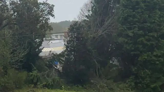 Tree on Guernsey's hospital