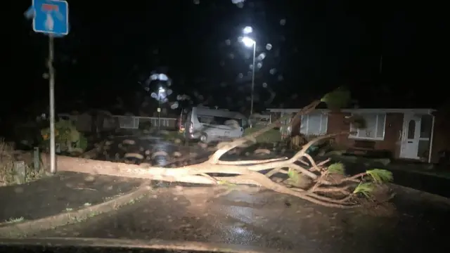 Milford on Sea tree