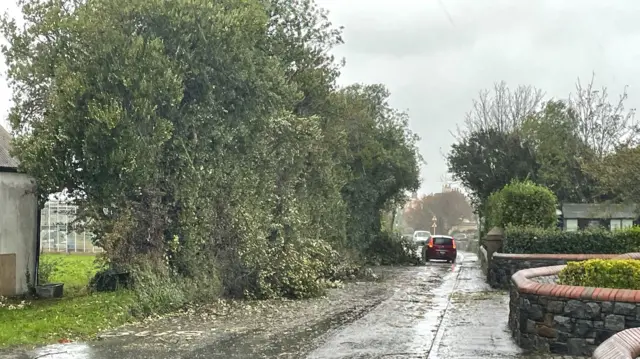 Trees fallen in Guernsey