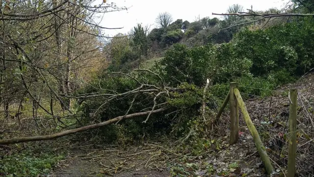 Tree fallen down on fence