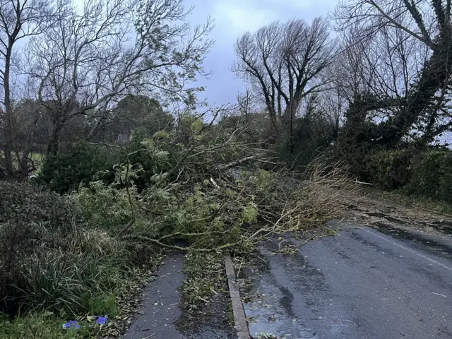 Fallen tree