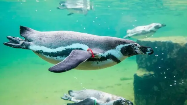 Humboldt penguin