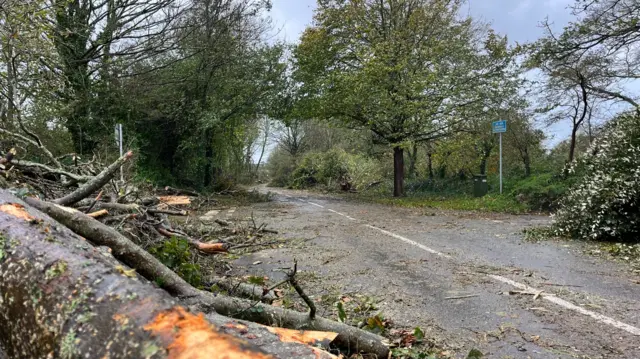 Tree down in St Ouen