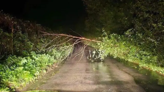 Fallen tree