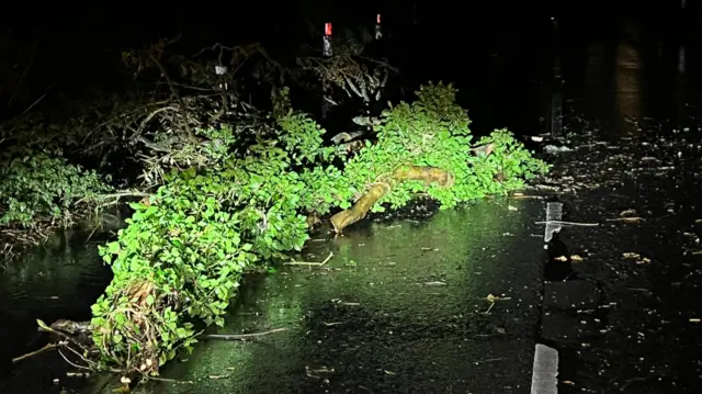 Fallen tree