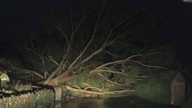 Tree down in Guernsey