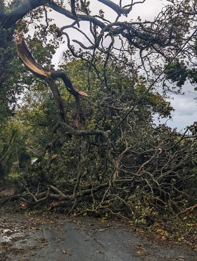 Many roads have been blocked by fallen trees including this one between Perranwell Station and Frogpool