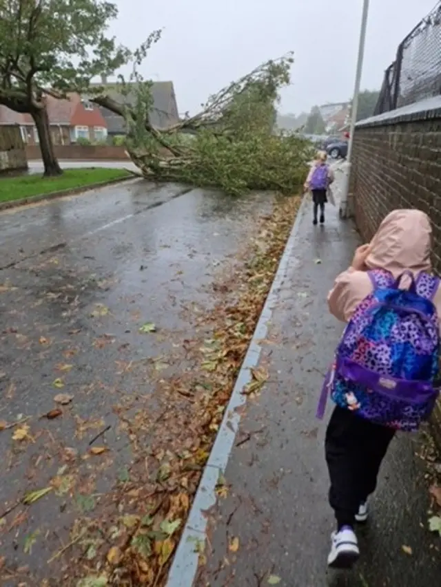 Tree felled