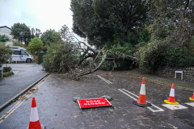 A large tree lies horizontal, blocking a road with a sign in front of it that reads 'road closed' and cones