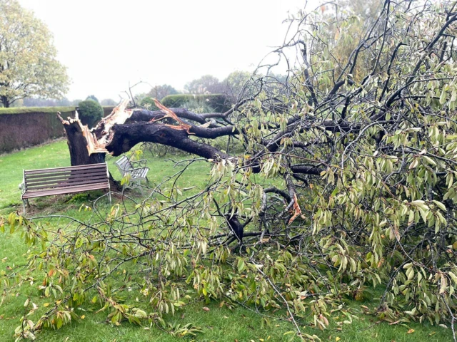 Fallen tree