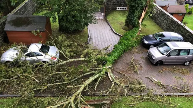 A photo showing a huge part of a tree falling in between parked cars