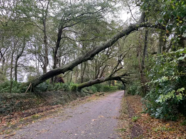 Trees have fallen across the road between Mylor and Perranarworthal