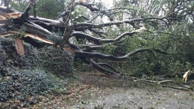 Tree down at Carnon Downs