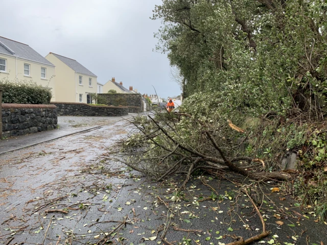 Fallen tree Guernsey