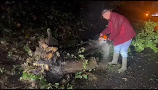 Toppled tree being cut