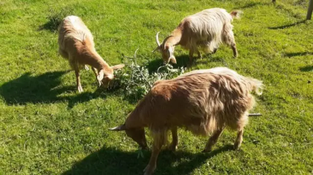 Three Golden Guernsey goats in Jersey