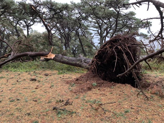 A downed tree at Le Guet