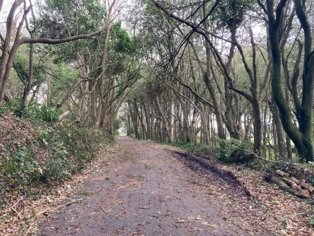 Road with fallen leaves