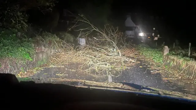 Tree down in St Peter