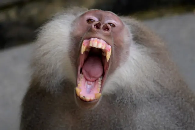 A baboon or papion (Papio hamadryas) is seen at the zoo in Cali, Colombia on May 20, 2022.