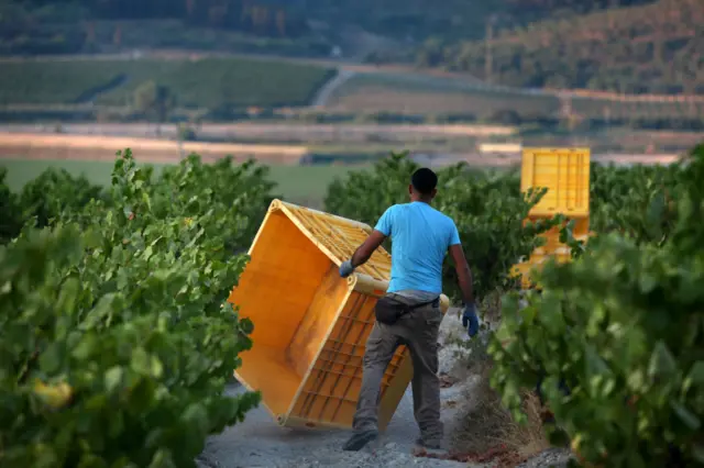 Israeli Arab workers harvest old-vine Carignan grapes in a 40-year-old natural vineyard that is neither watered or weeded for Recanati Winery on August 6, 2017 in Deir Rafat in the Judean Hills in central Israel.