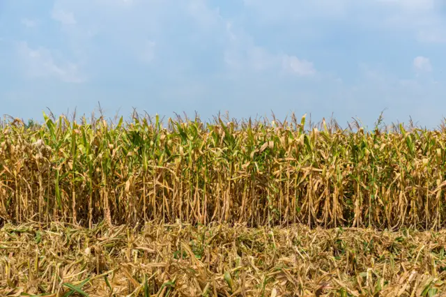 Maize field after Harvest season