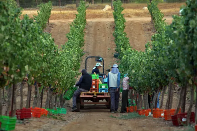 Mourvedre grapes are harvested for Yatir Winery on August 21, 2017 at the Carmel vineyard in the Yatir Forest in southern Israel.