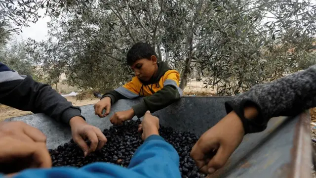 A Palestinian man and his children sort freshly picked olives on a farm during a temporary truce between Israel and the Palestinian Islamist group Hamas, in Khan Younis in the southern Gaza Strip November 28, 2023.