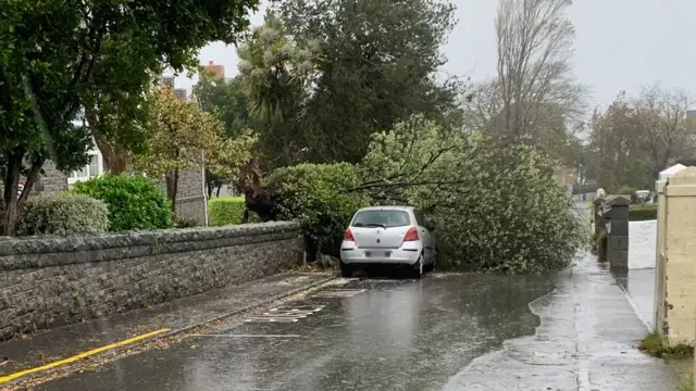 tree in road