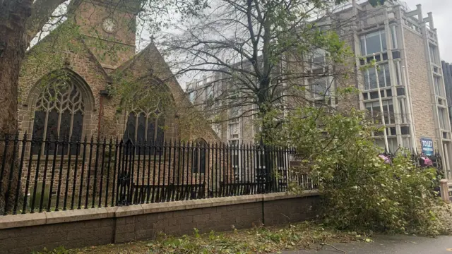 Fallen tree in Jersey