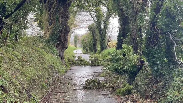 Trees blocking road in Jersey