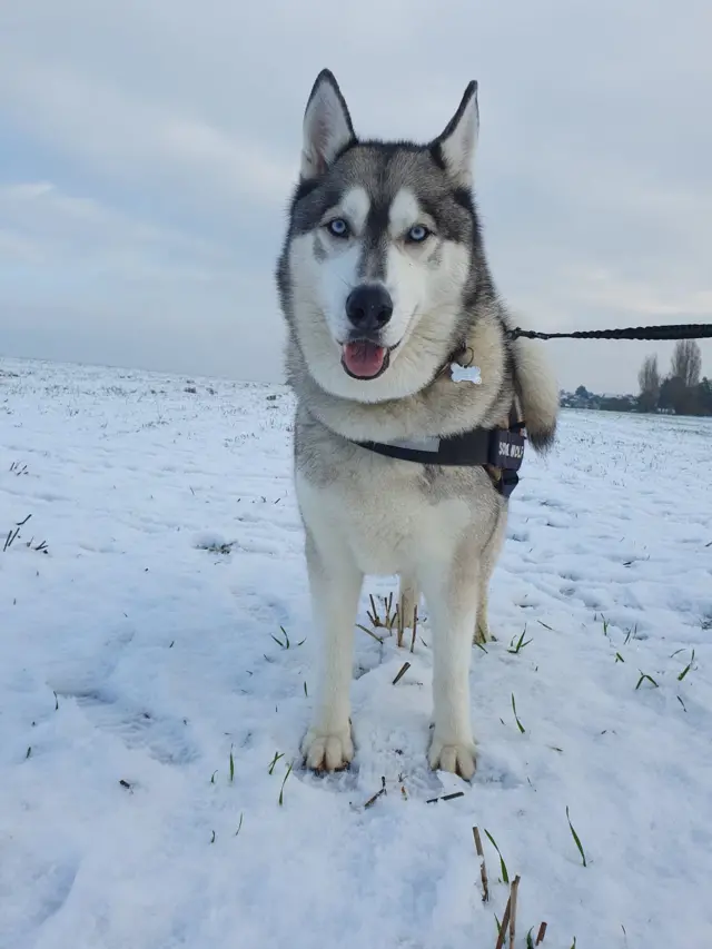 Blue, the NHS therapy dog