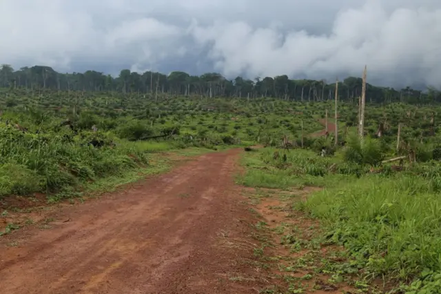 A view of the felled forest after some 850 hectares has been destroyed to plant oil palms in the heart of the Congo Basin forest near Kisangani in the north eastern Democratic Republic of Congo on September 25, 2019