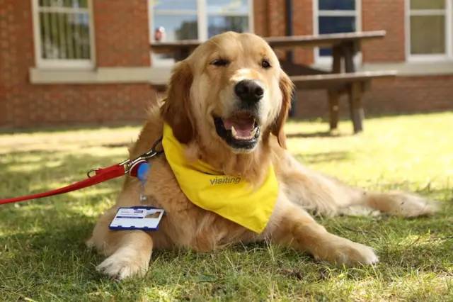 Yazzy the golden retriever therapy dog