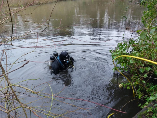 Diver in the water