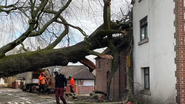 Workers clear debris after tree