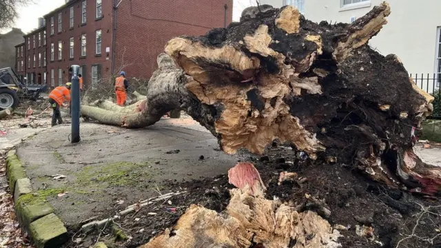 A large tree has fallen in Friar Gate, Derby