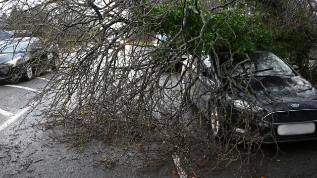 A tree fallen on a car