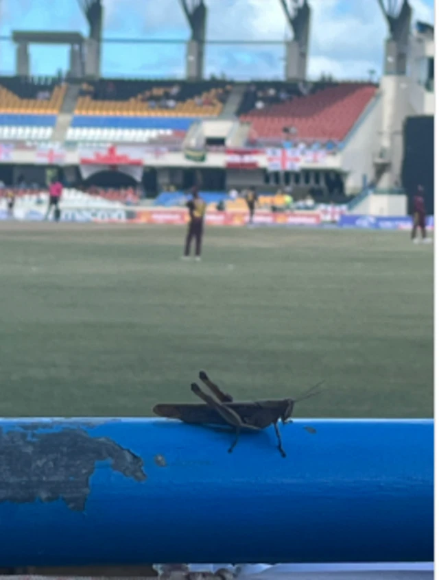 A cricket at the Sir Vivian Richards Stadium