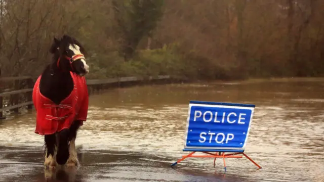 Horse near flood water