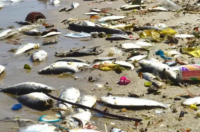 Dead fish washed up on Maputo bay