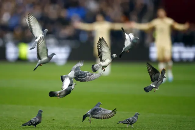 Pigeons at London Stadium