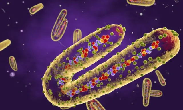 Microscope image of Marburg virus