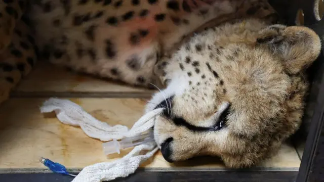 A cheetah lies after being sedated, before being flown with eleven others from South Africa