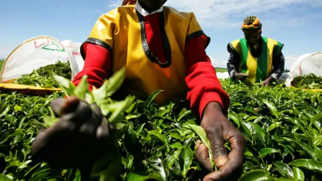 Female tea workers on the Unilever tea estate plantation