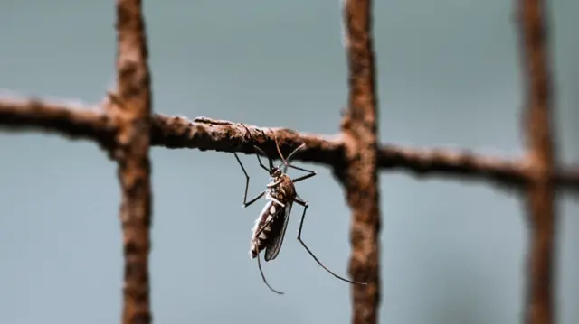 Female Anopheles mosquito (Anopheles stephensi) is sitting on the window net and mirror inside a house at Tehatta, West Bengal; India on 07/11/2021